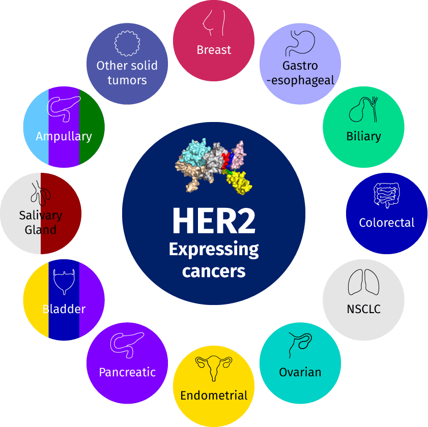 HER2 overexpressing cancers